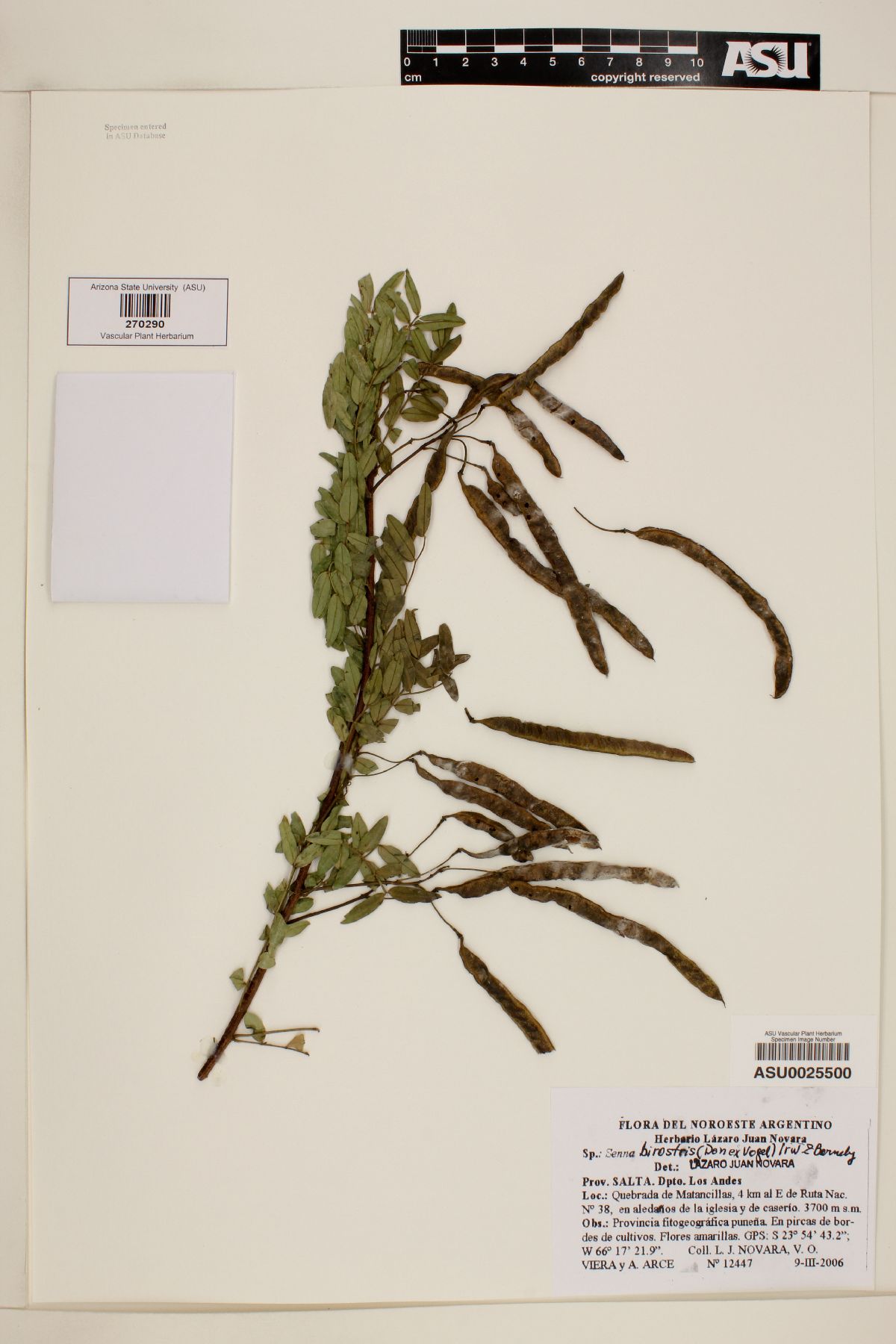 Senna birostris image