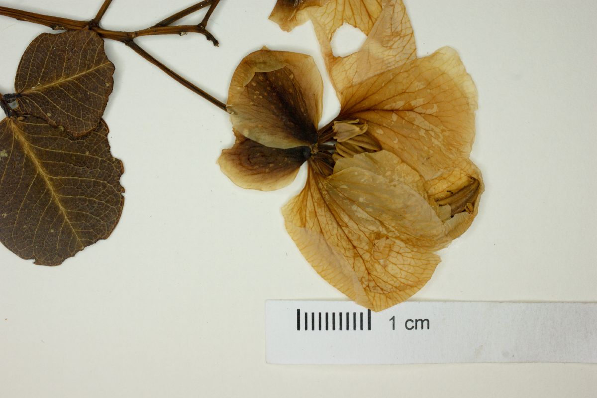 Senna corifolia image