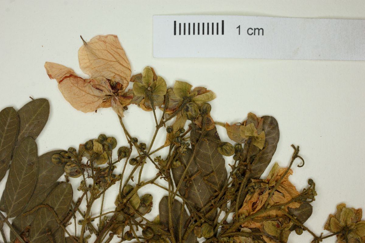 Senna robiniifolia image