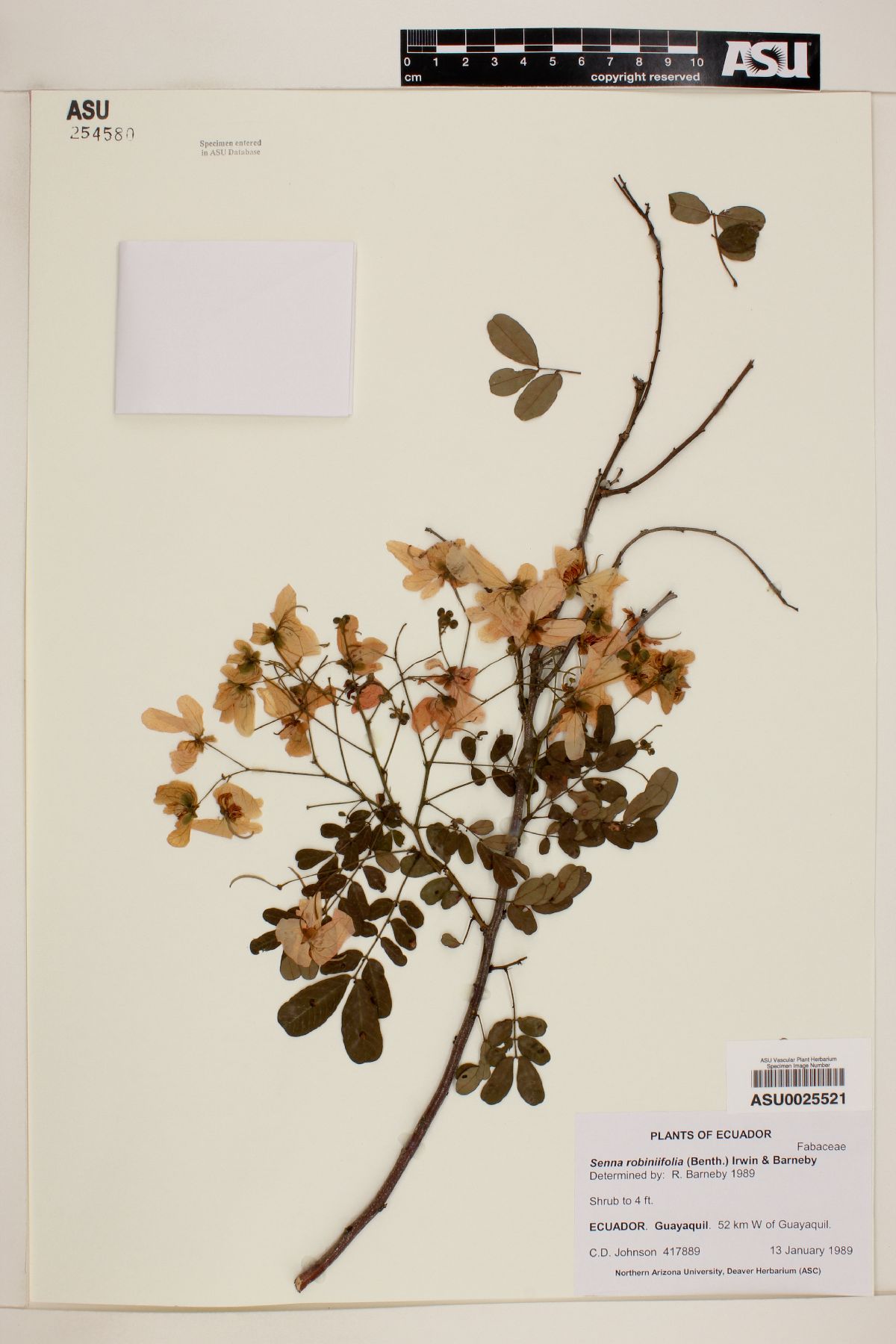 Senna robiniifolia image