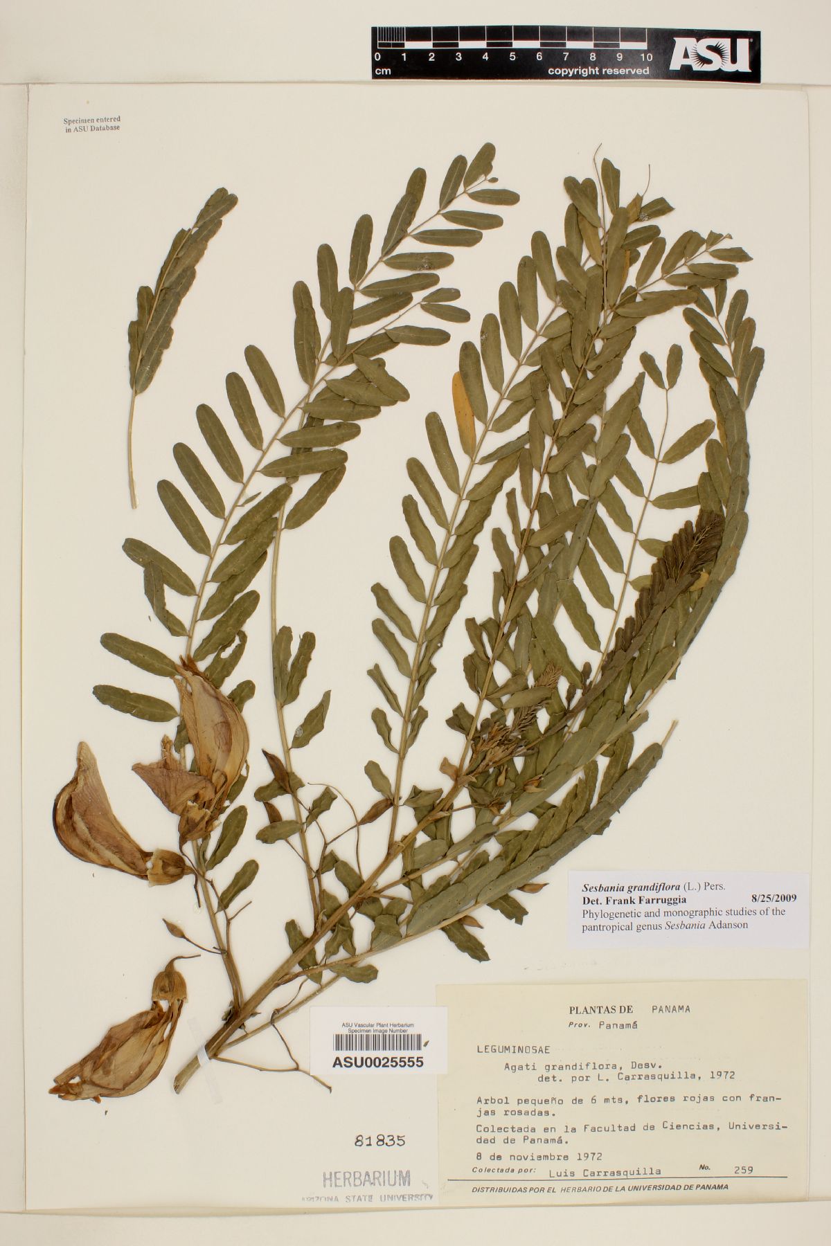 Sesbania grandiflora image