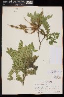 Sophora macrocarpa image