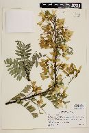 Sophora macrocarpa image