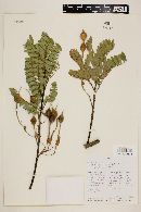 Sophora macrocarpa image