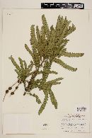 Sophora microphylla image