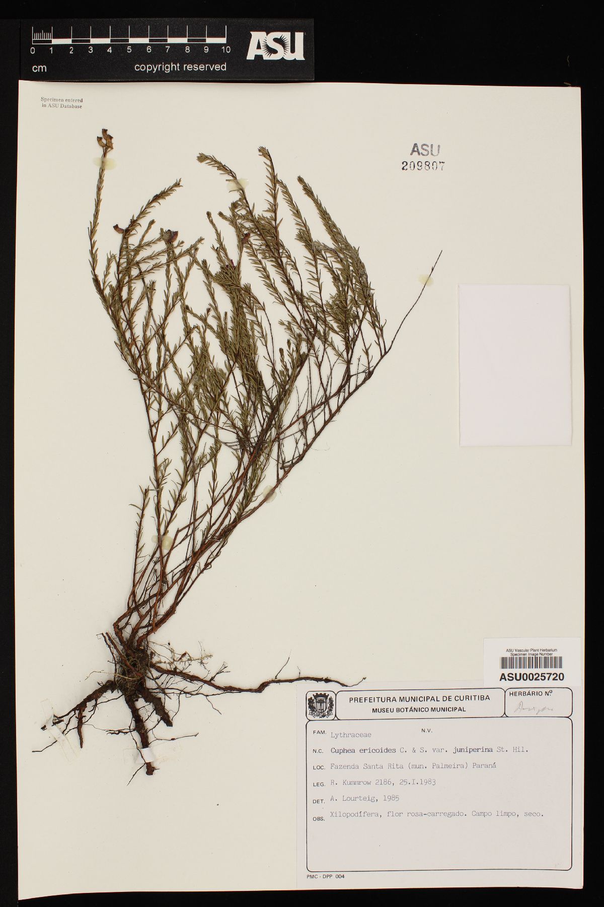 Cuphea ericoides image