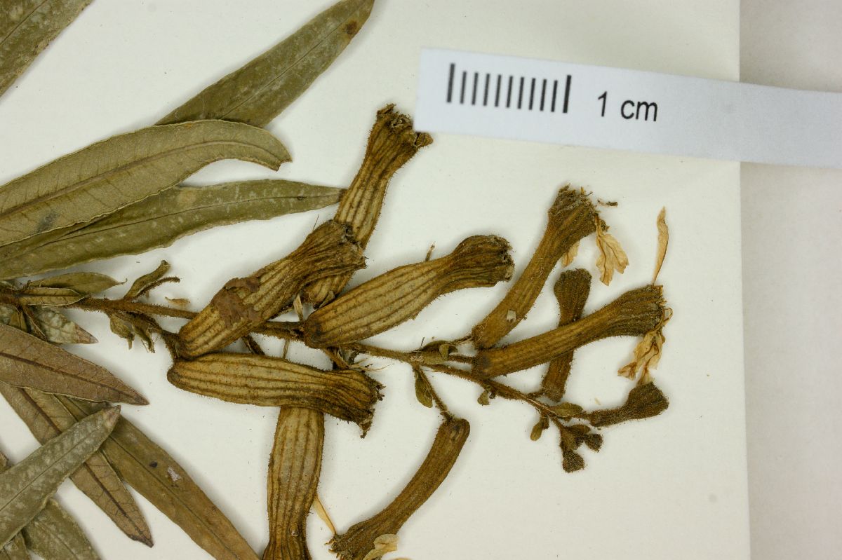 Cuphea glaziovii image