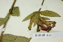 Cuphea heterophylla image