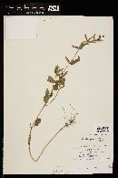 Cuphea procumbens image