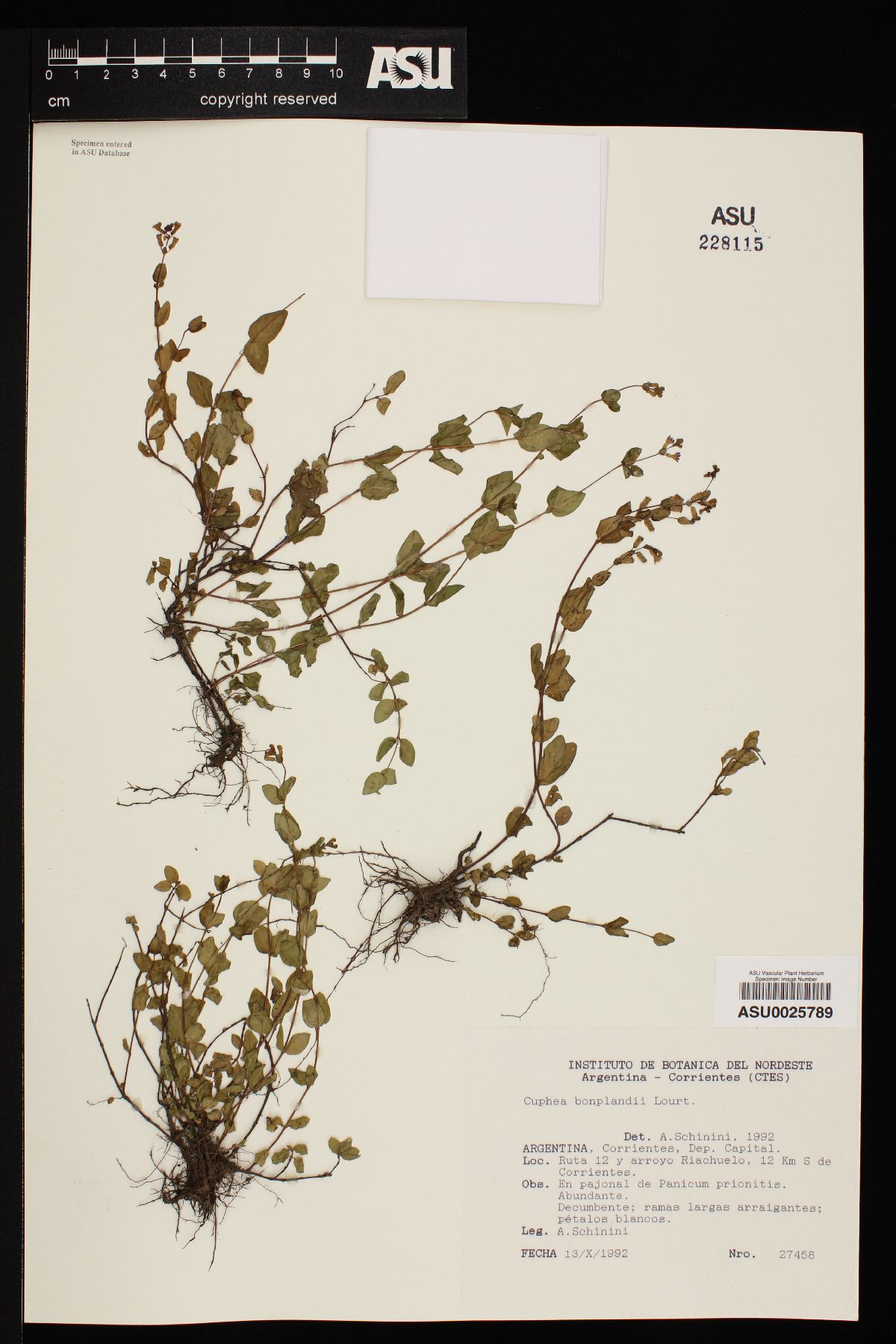 Cuphea bonplandii image