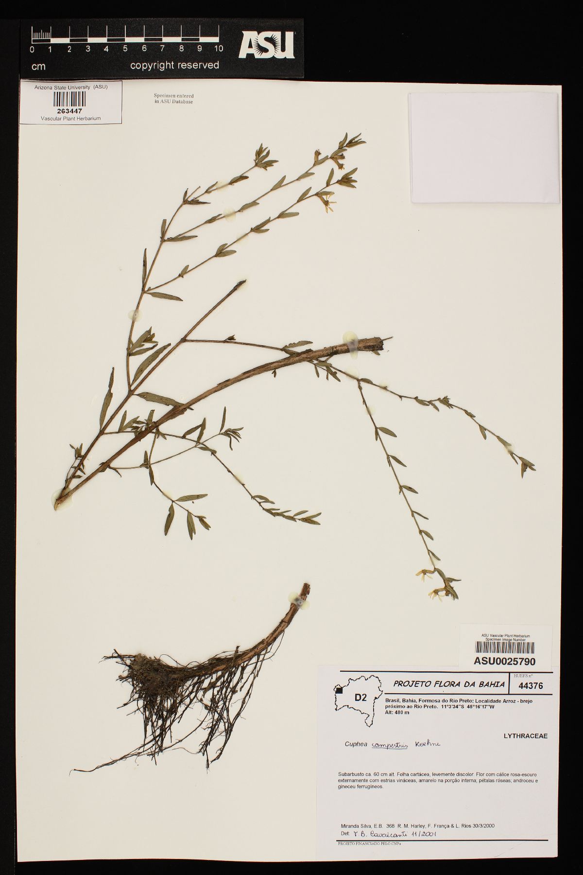 Cuphea campestris image