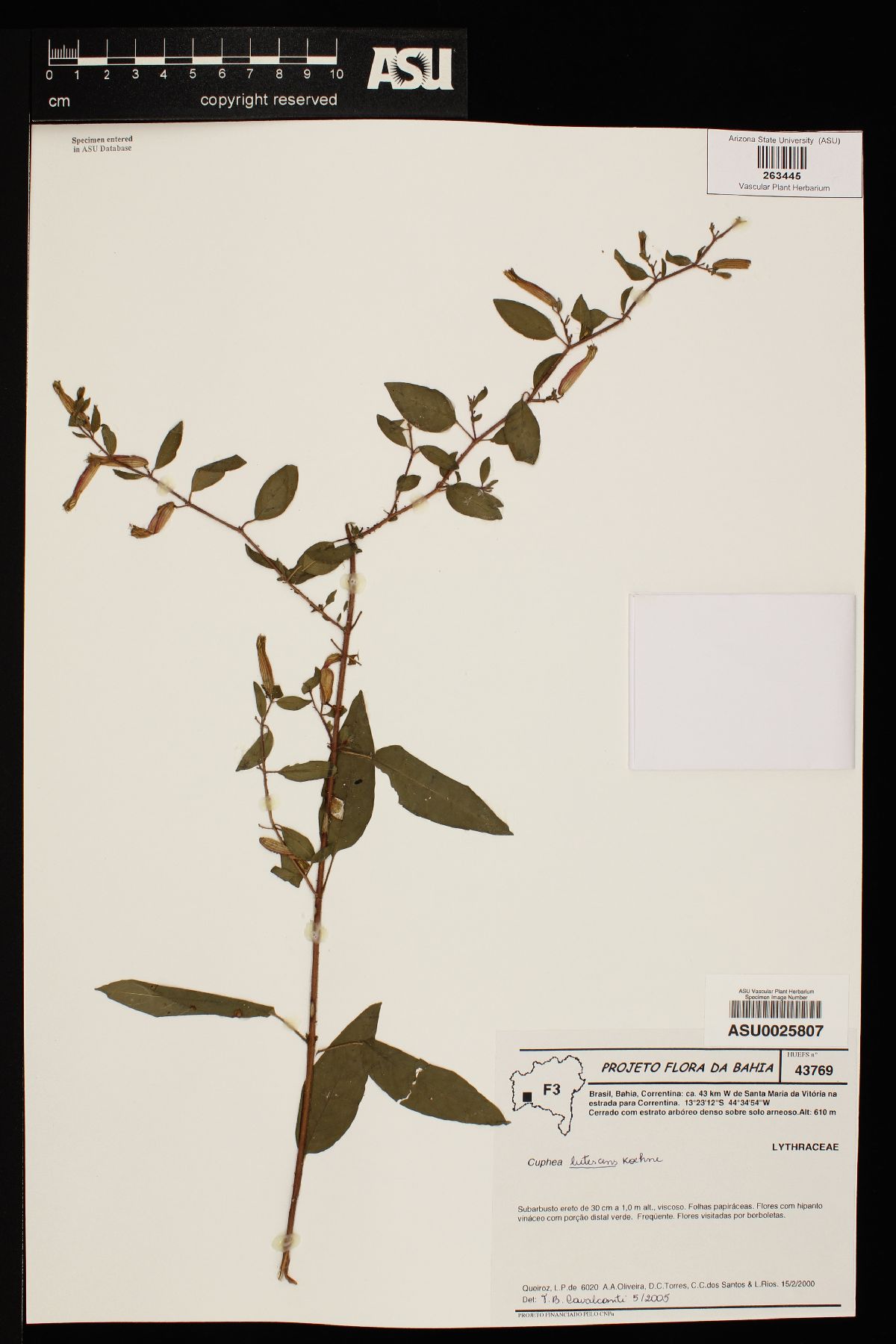 Cuphea fuchsiifolia image