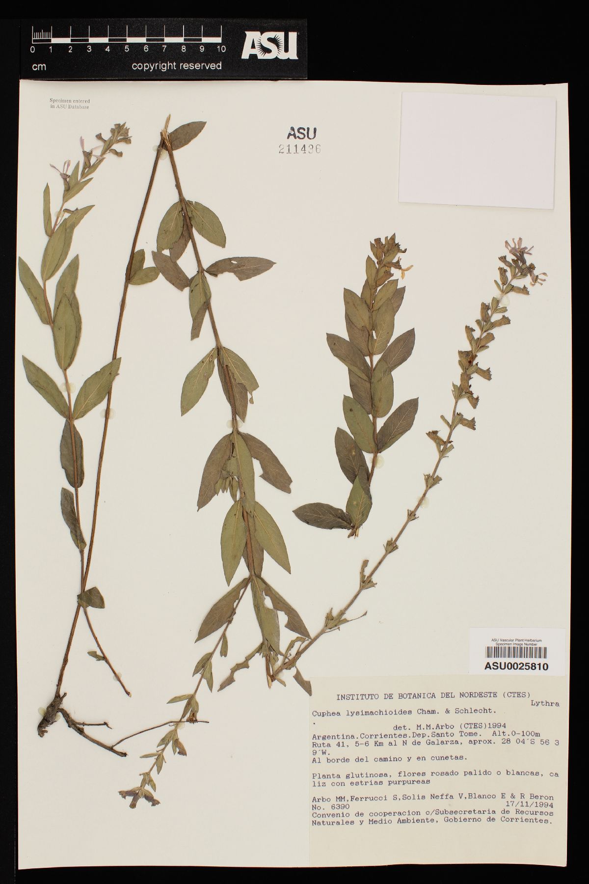 Cuphea lysimachioides image
