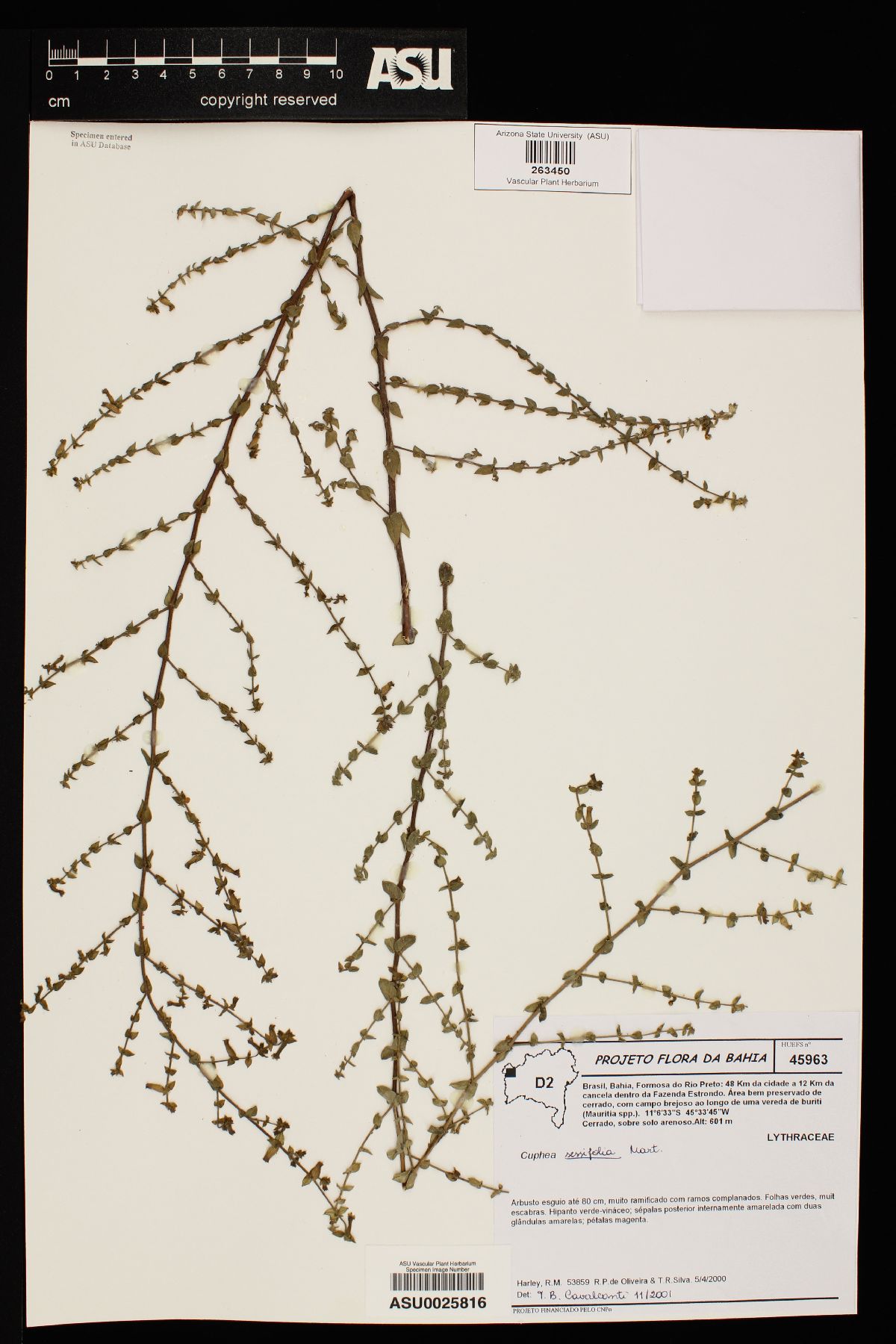 Cuphea sessilifolia image