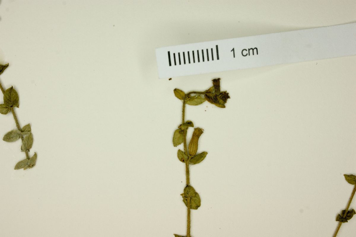 Cuphea sessilifolia image
