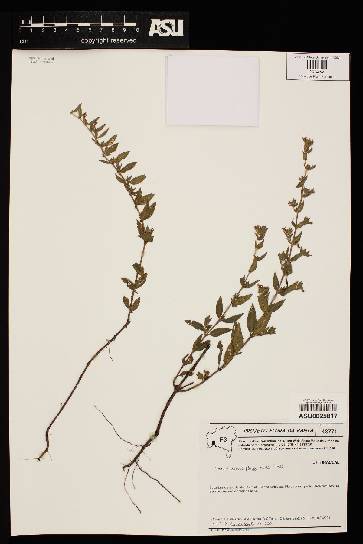 Cuphea sessiliflora image