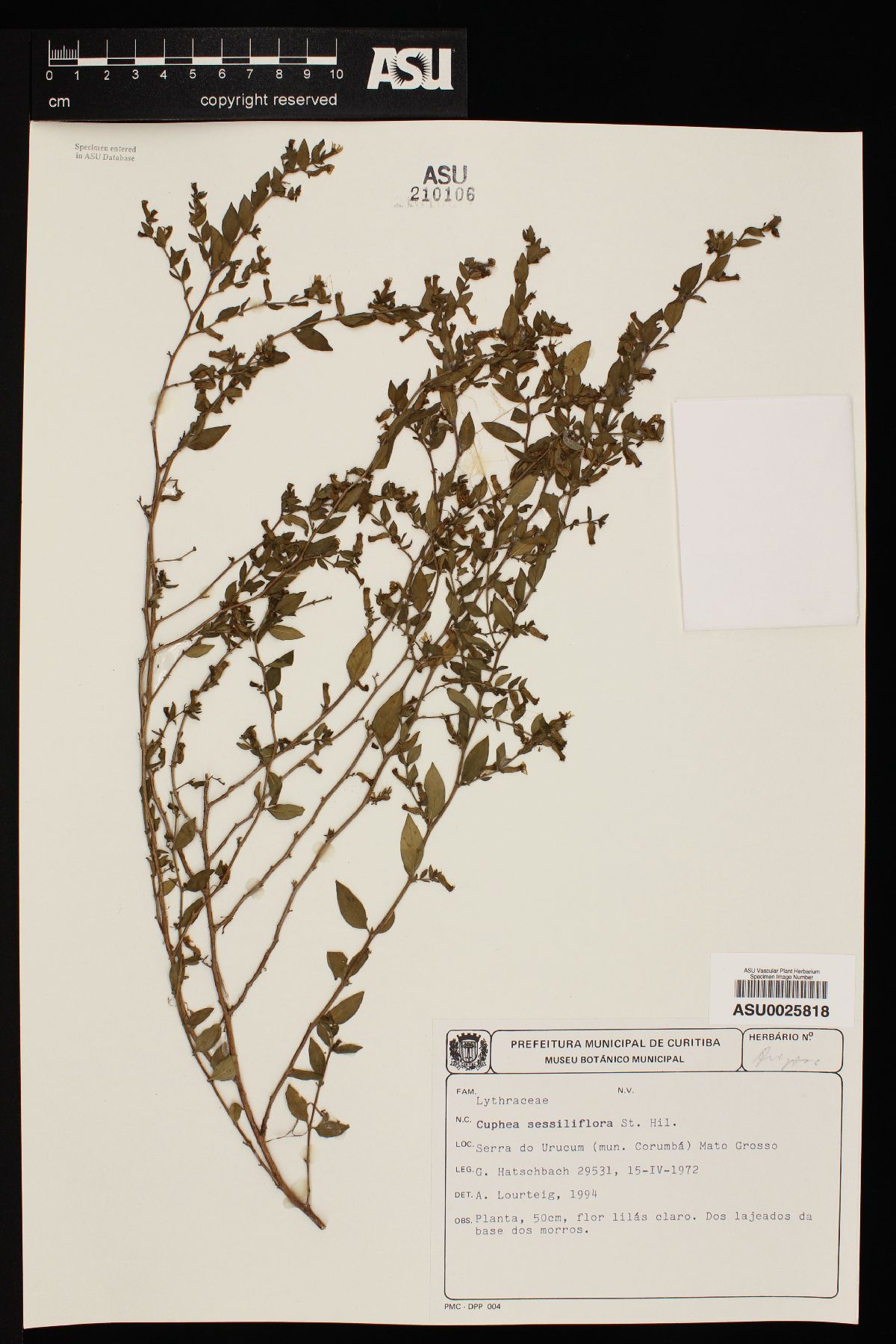 Cuphea sessiliflora image