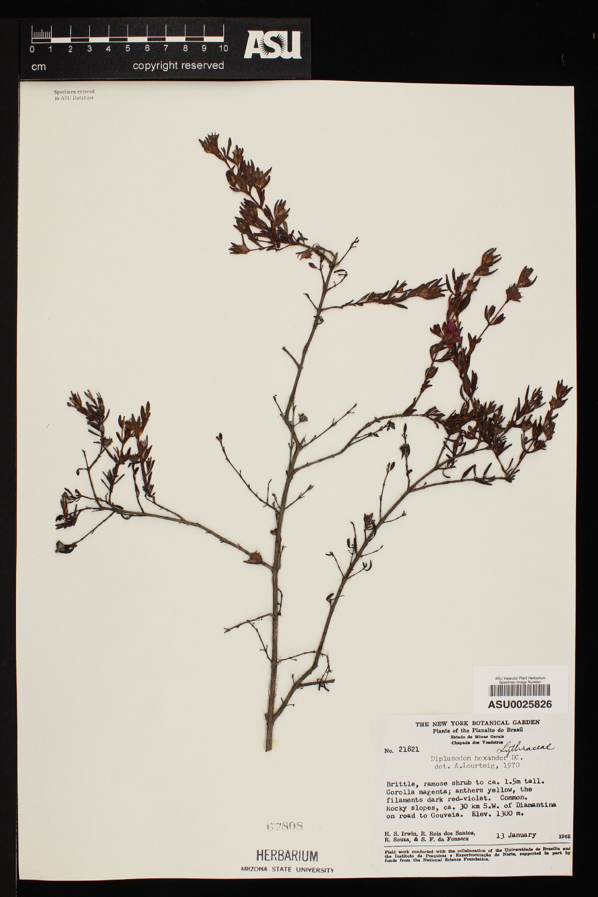 Diplusodon hexander image