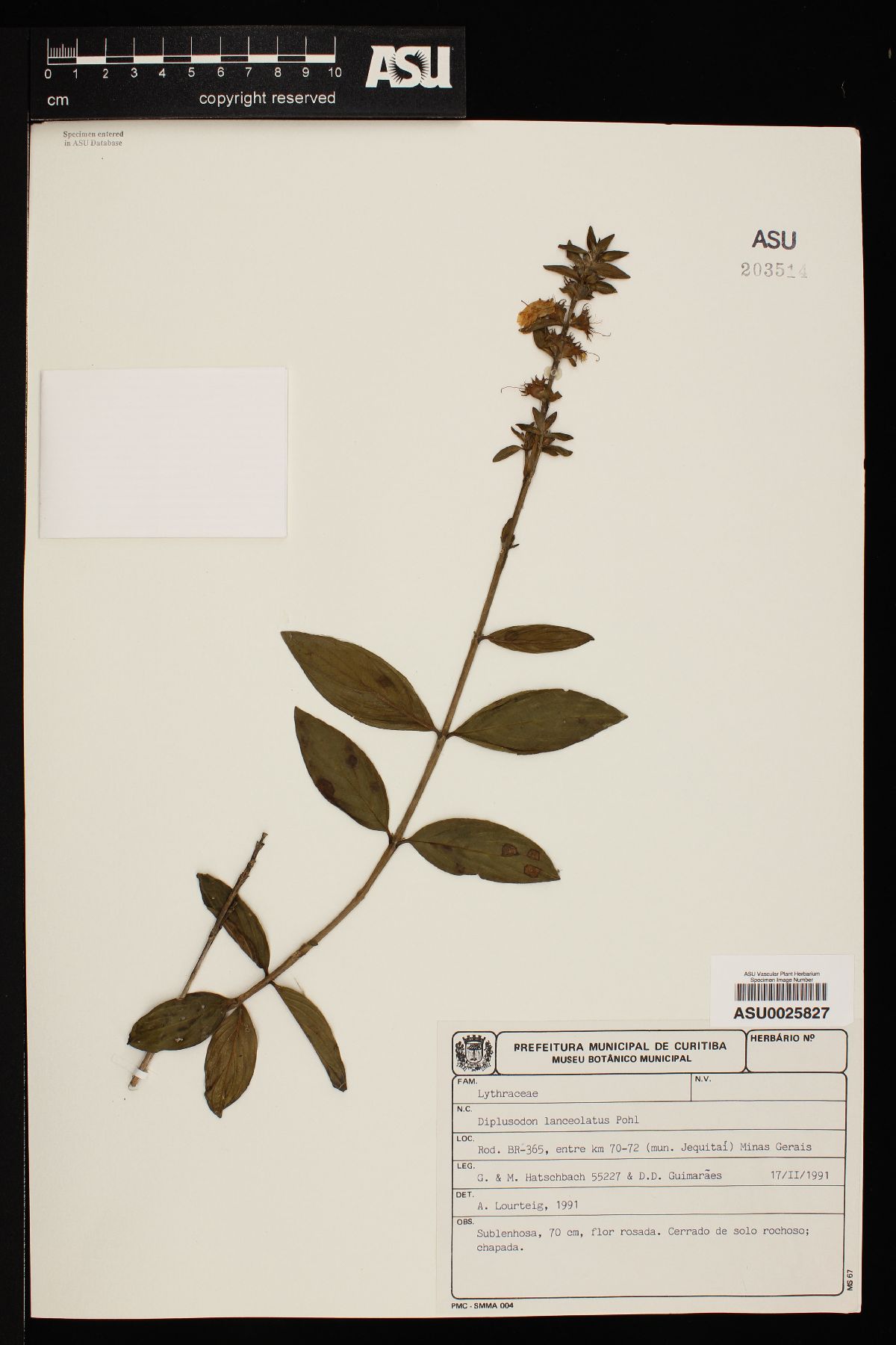 Diplusodon lanceolatus image