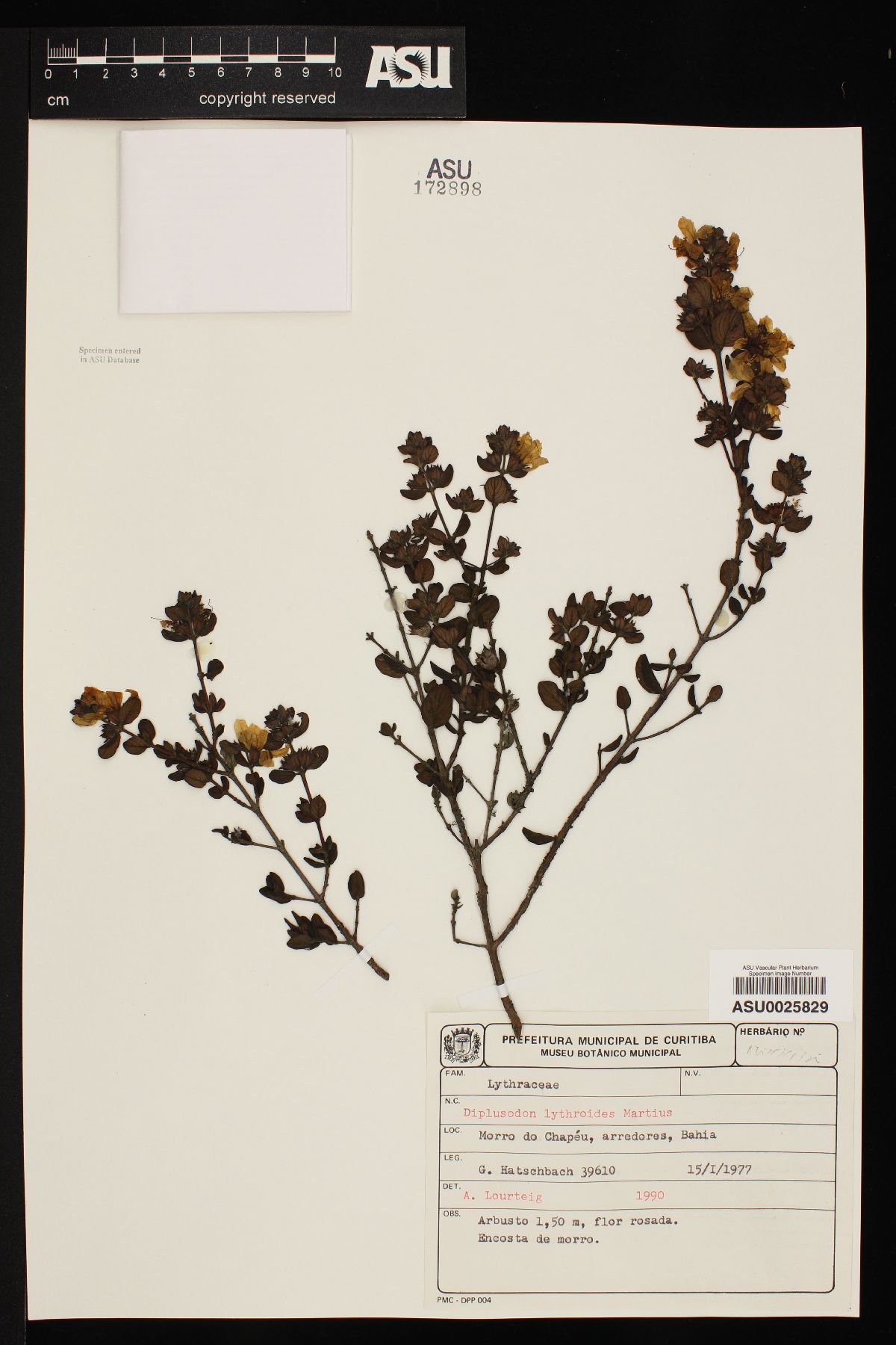 Diplusodon lythroides image