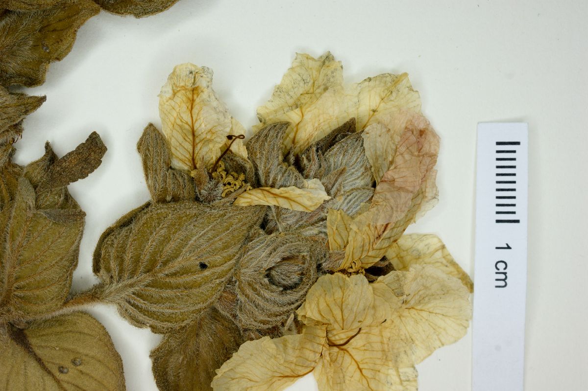 Diplusodon paraisoensis image