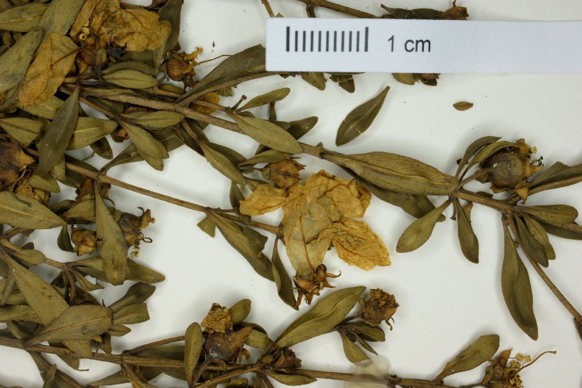 Diplusodon virgatus image