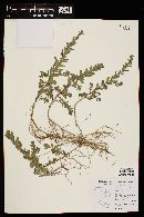 Lythrum californicum image