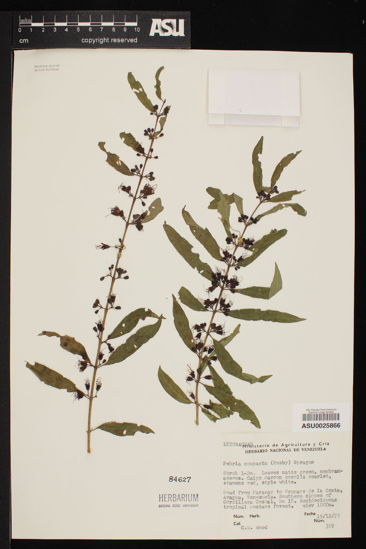 Pehria compacta image