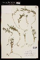 Rotala ramosior image