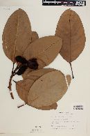 Magnolia sambuensis image