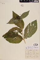 Image of Spigelia longiflora