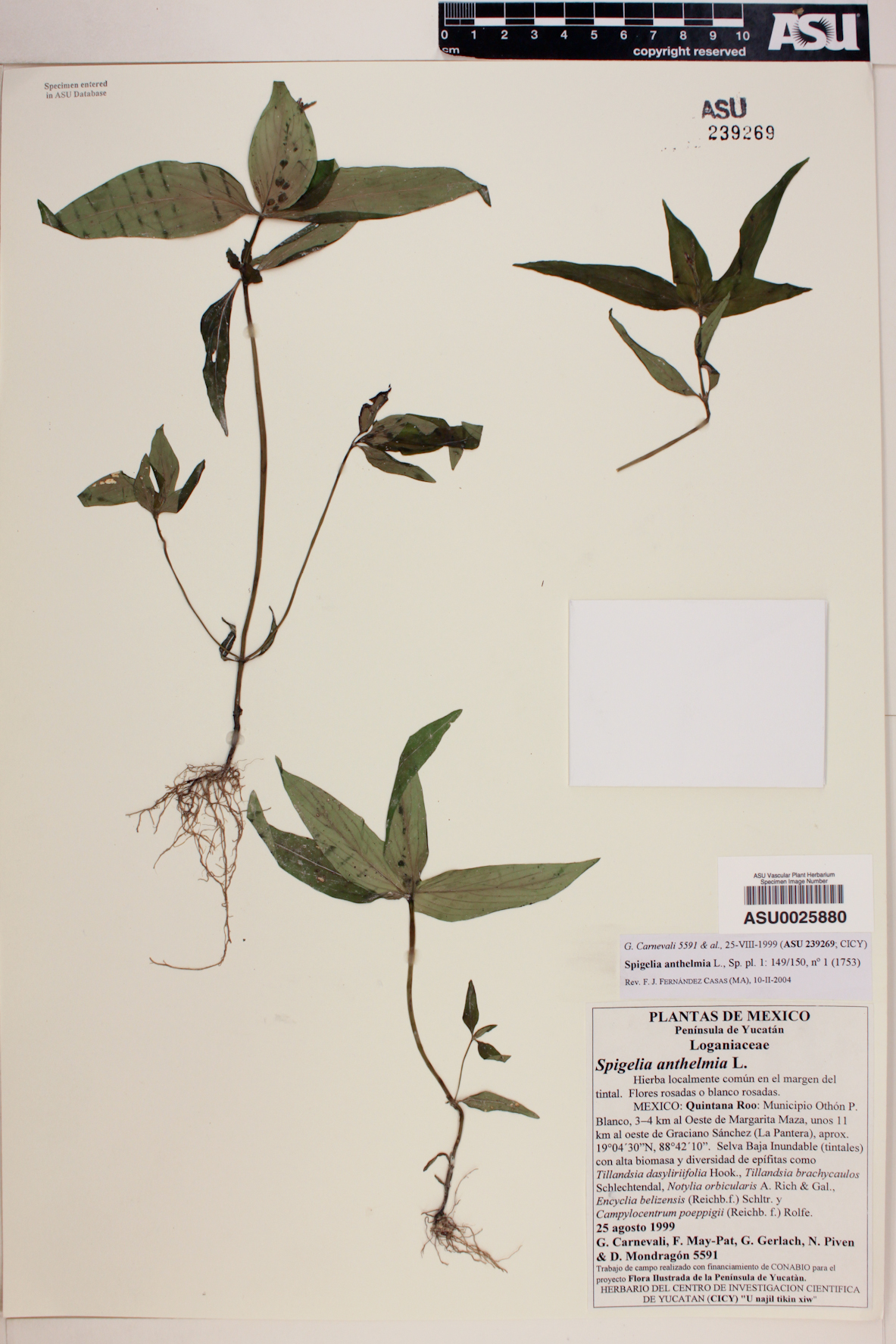 Spigelia anthelmia image