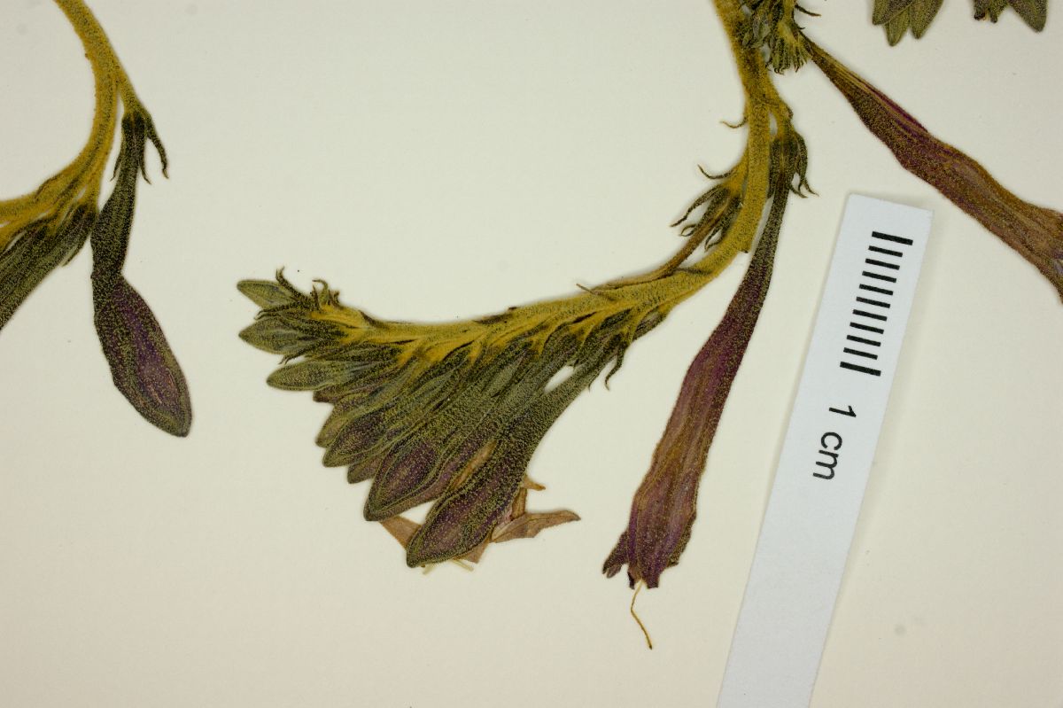 Spigelia sellowiana image