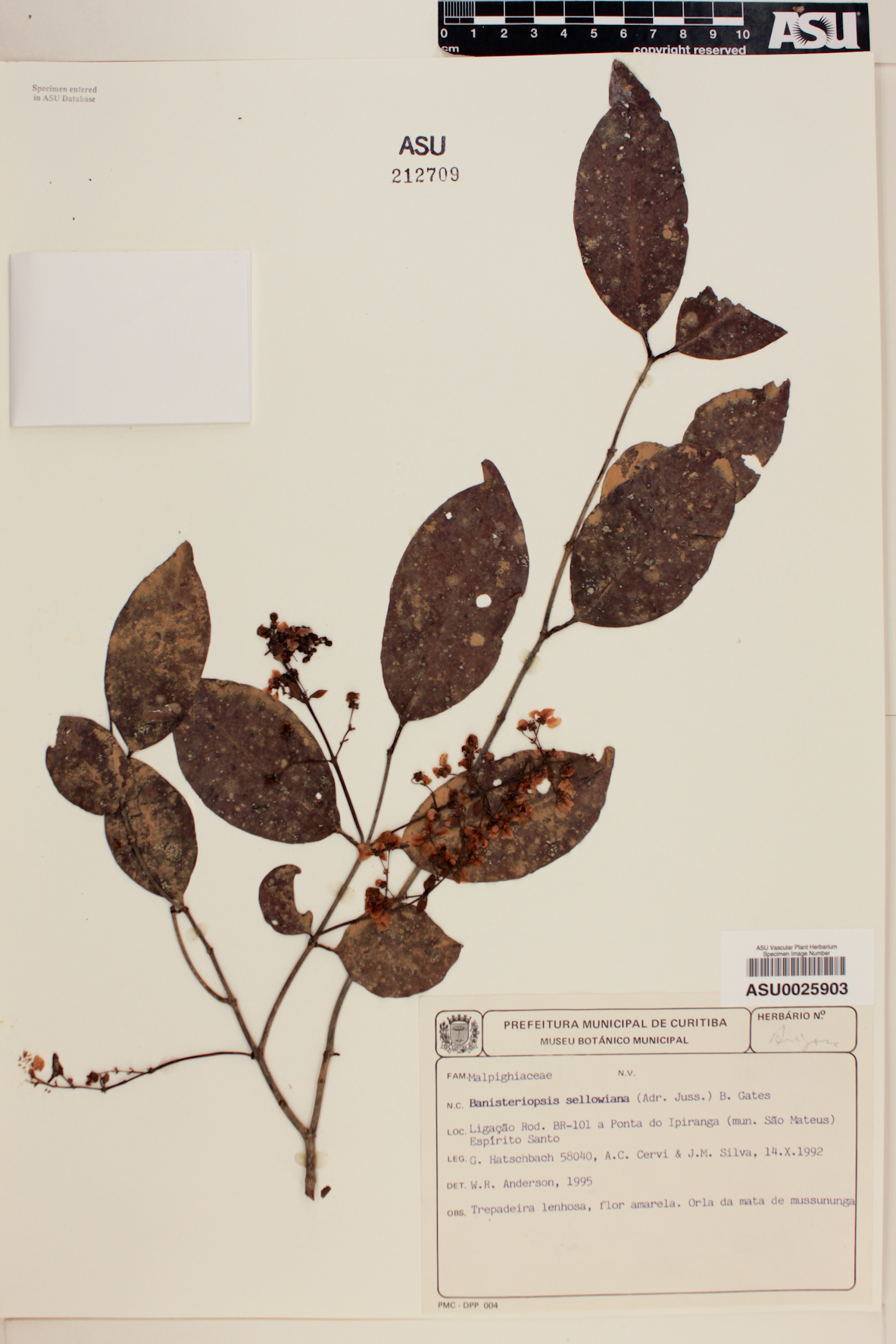 Banisteriopsis sellowiana image