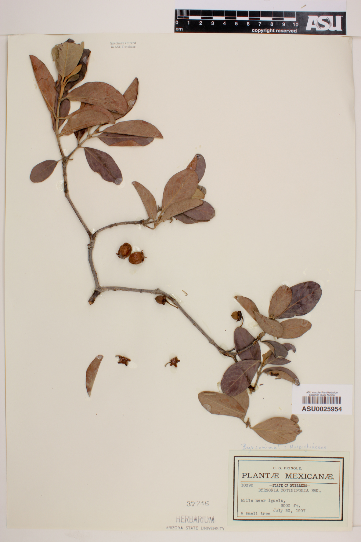 Byrsonima cotinifolia image