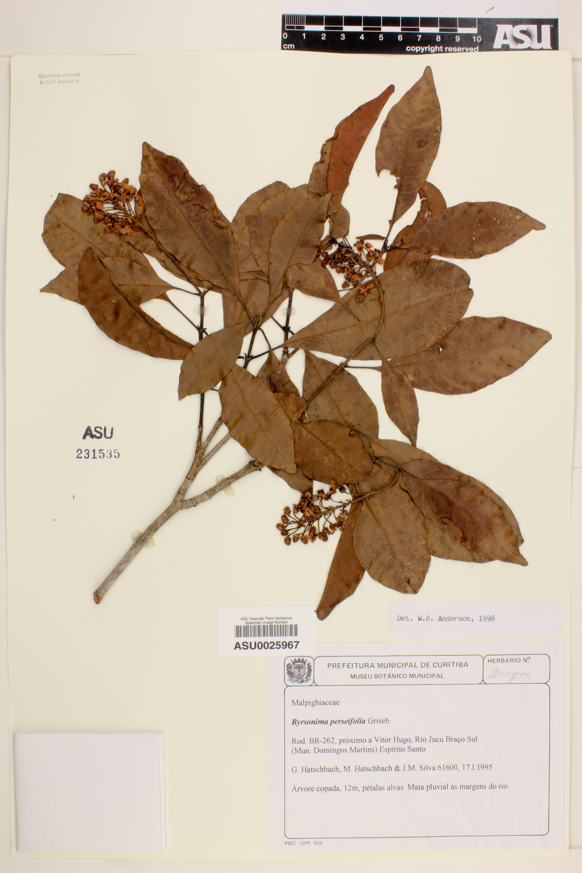 Byrsonima perseifolia image