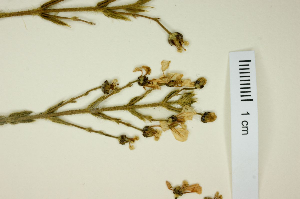 Camarea affinis image