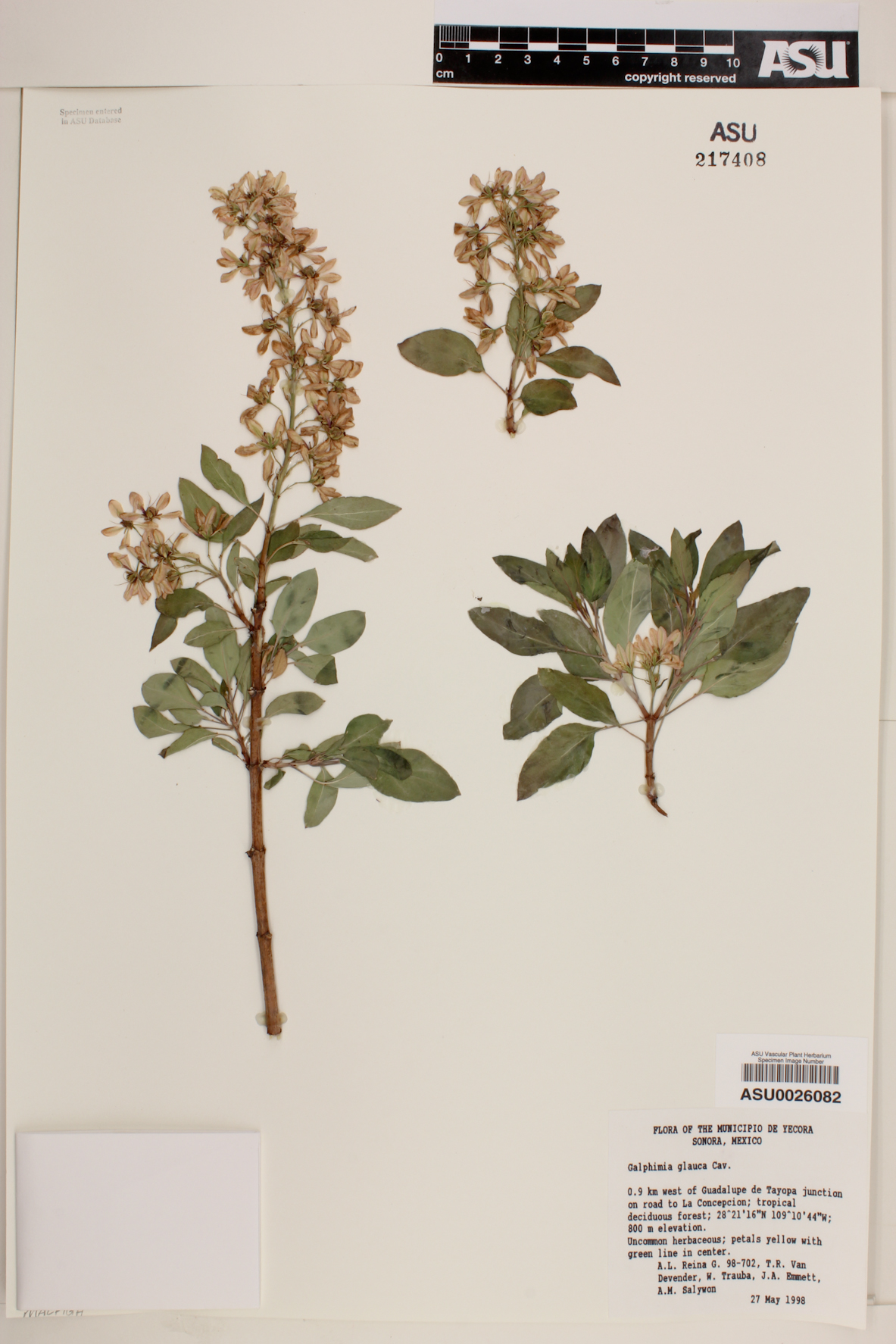 Galphimia glauca image