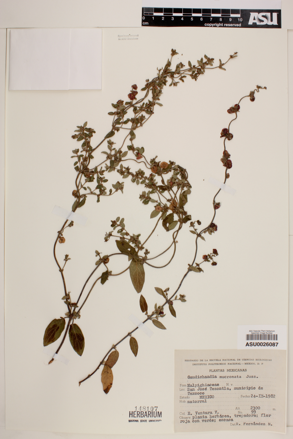 Gaudichaudia mucronata image