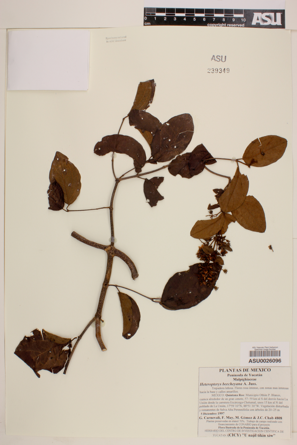 Heteropterys beecheyana image