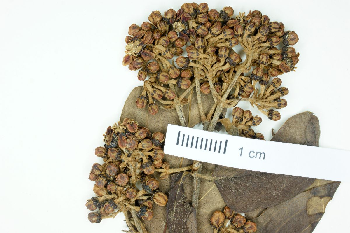 Heteropterys cotinifolia image