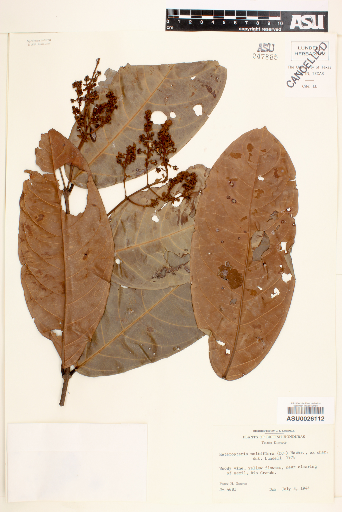 Heteropteris multiflora image