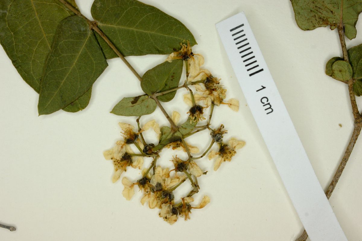 Heteropterys amplexicaulis image