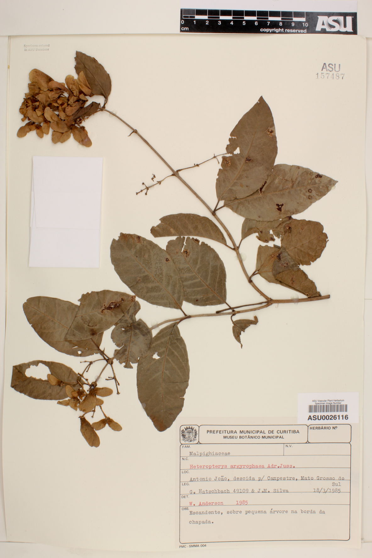 Heteropterys argyrophaea image
