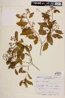 Heteropterys bicolor image