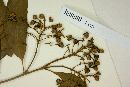 Heteropterys bicolor image