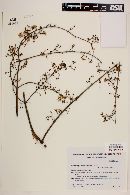 Heteropterys dumetorum image