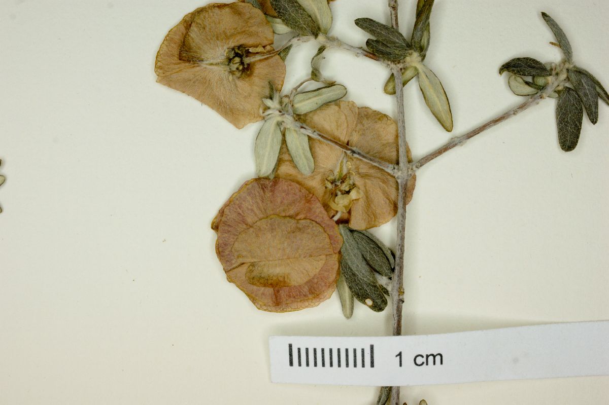 Mascagnia cana image