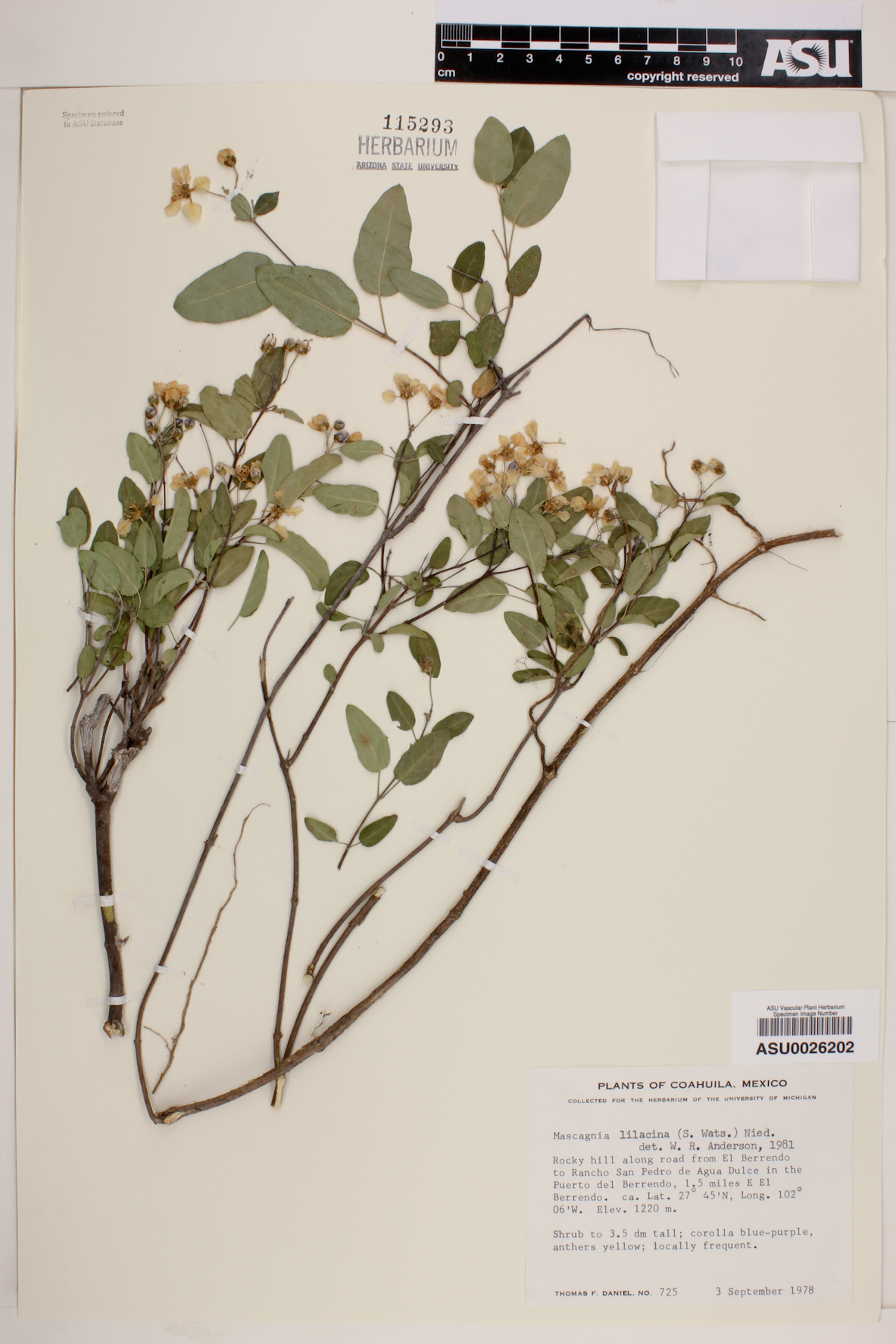 Mascagnia lilacina image