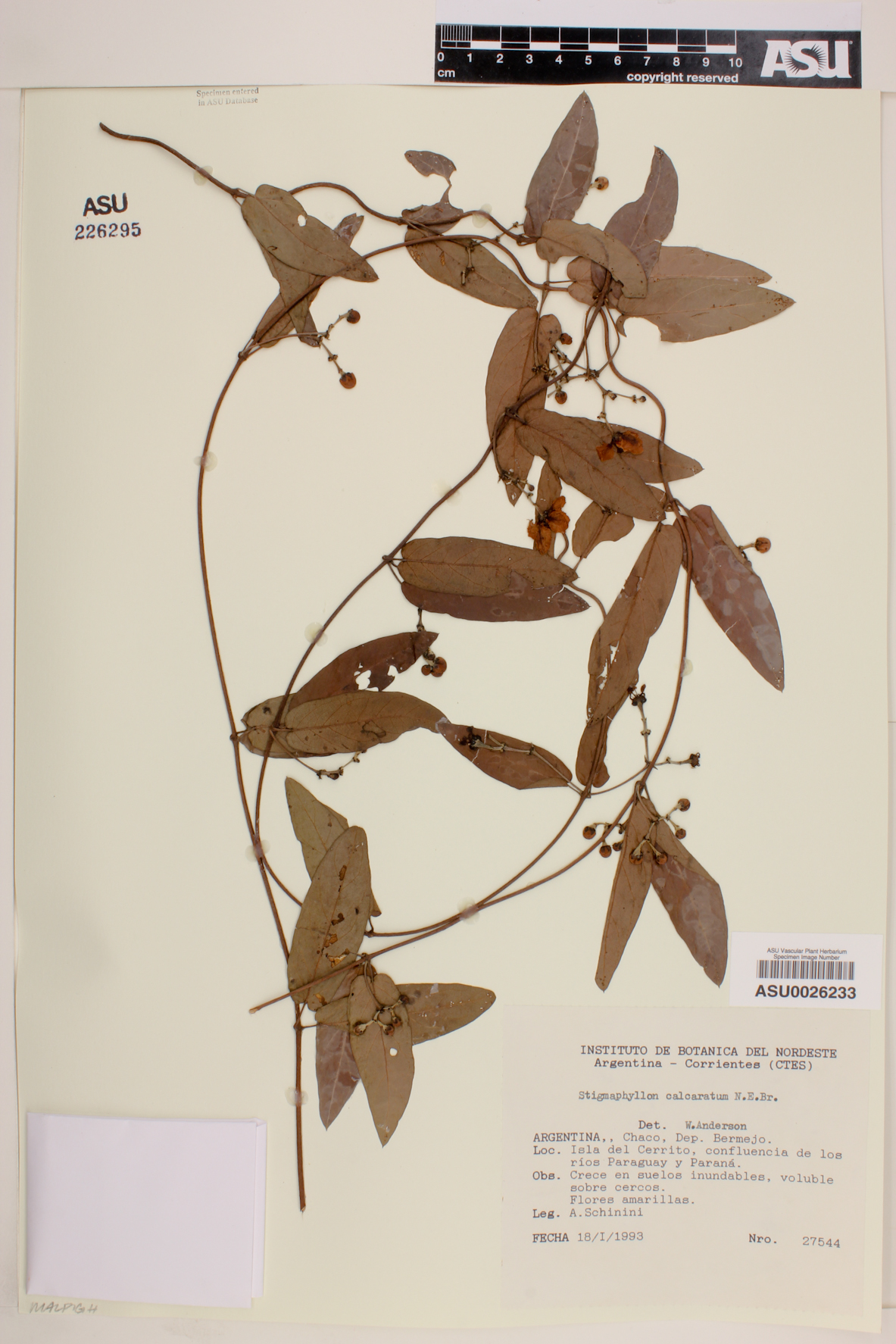 Stigmaphyllon calcaratum image